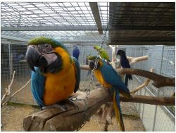 Tamed and talking Macaw parrots