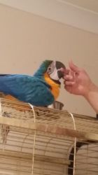 Blue And Gold Macaw For Sale