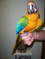 Intelligent and affectionate Blue and Gold Macaws.. contact me via tex