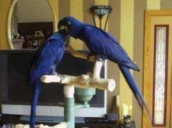 Pair of hyacinth macaws for adoption... contact me via text only