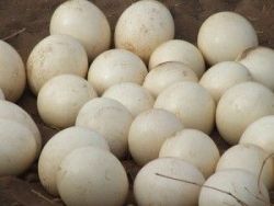 FERTILE OSTRICH AND PARROTS MACAW EGGS AND THEIR CHICKS FOR SALE