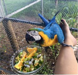 blue and gold, scarlet macaws looking for new homes
