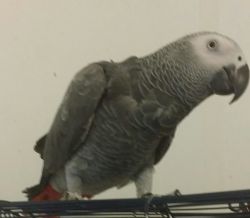 hyacinth and african greys available