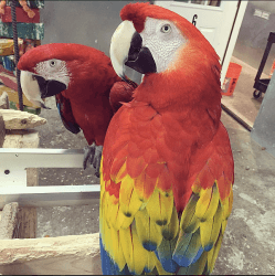blue and gold, scarlet macaws looking for adoption