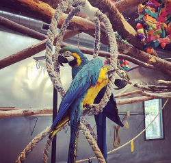 Tamed Macaw Parrots for adoption