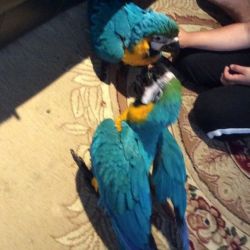 Blue and gold macaw parrots