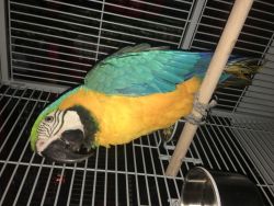 5-6 month old blue and gold macaw very tame and sweet