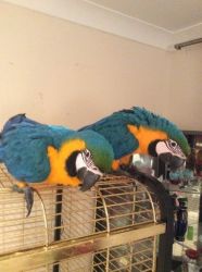green winged macaw, she is 2year old