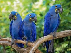hyacinth Macaw Parrots for sale.