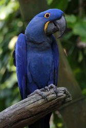 hyacinth Macaw Parrots for sale.sms(xxx) xxx-xxx7
