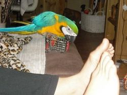 Hand Reared and Super Tame Blue And Gold Macaw