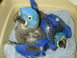 hyacinth macaw parrot babies for sale