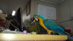 DNA pair Blue and Gold Macaw Parrots