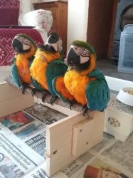 DNA certified Macaw birds for sale.(xxx) xxx xxx6
