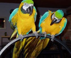 Macaw parrots for sale now with papers ready ,...