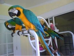 Intelligent and gorgeous Macaw parrots blue and yellow ready.