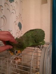 Great condition macaw parrots beautiful feathers