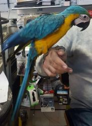Lovely Adorable Baby Blue & Gold Macaw Ready To Go Now