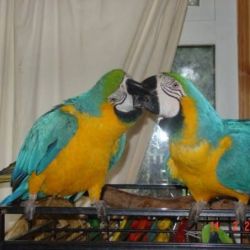 Blue and Gold Macaw parrots ready