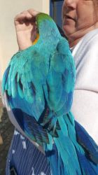 Gorgeous Blue Gold Macaw Baby Parrot