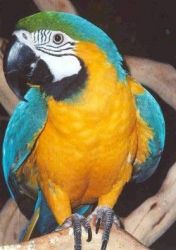 Macaw Parrots and parrot eggs for sale