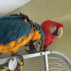 Scarlet Macaw And Green Wing Macaw