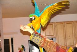 Talking Pair of Blue and Gold Macaw Parrots