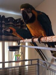 Blue and Gold macaw Parrots