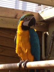 Blue & Gold Macaw.