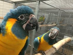 macaw parrots for new homes (xxx)-xxx-xxxx
