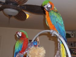 Best Macaw Parrots For Good Homes