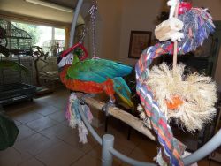 Check out Jake and Dolly Best Talking Parrots.