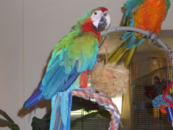 Sweet Green Wing Macaw Parrots For Good Family.