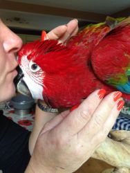 Gorgeous Greenwing Macaw Baby Parrot Share Tweet +1 Pin it