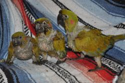 Red Fronted Macaw Babies Rare