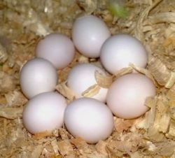 Macaw Parrot eggs for sale