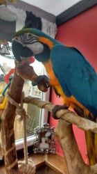 Beautiful Male Blue And Gold Macaw