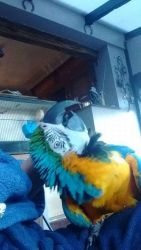 Months Old Baby Blue And Gold Macaw
