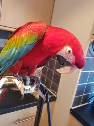 Green Wing Macaw For Sale