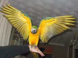 Sillytamed blue and gold macaw parrot for sale