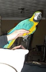 Sillytamed blue and gold Macaw for sale