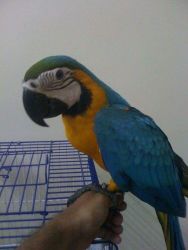 Hand-reared blue and gold macaw babies hand-tame