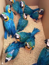 parrot blue and gold macaw