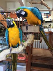 Apollonian adorable macaws parrots