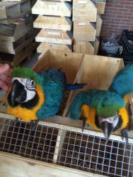 Baby blue and gold macaws being hand reared