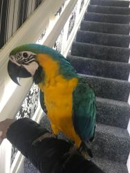 Blue And Gold Macaw Semi Tamed