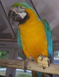 Baby Macaw With A Large Cage Very Tame And Talks A