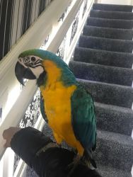 Beautiful 7 Months Old Baby Blue And Gold Macaw