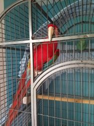Female MaCaw and Cage for Sale