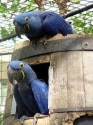 Beautiful and Talking Hyacinth Macaw Parrot